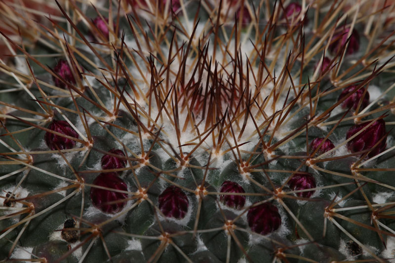 Mammillaria spinosissima